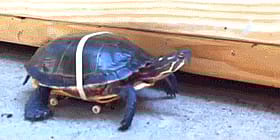 IFTTT Reddit: Tortoise Sex Secrets Revealed'