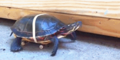 IFTTT Reddit: Tortoise Sex Secrets Revealed picture 1 of 1