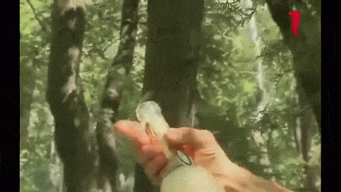 Big Tits in the Woods: A Wild and Wet Adventure picture 1 of 1