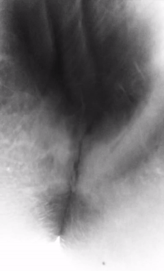 Pulsating hairy pussy picture 1 of 1
