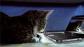 Pussy Cat's Purrfect Laptop Lounge'